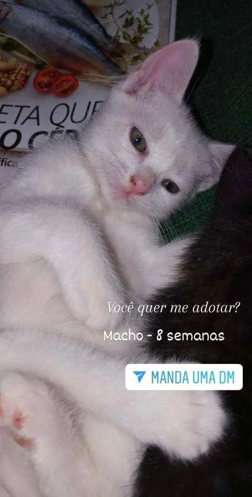Gato raça Srd idade 2 a 6 meses nome Sem nome