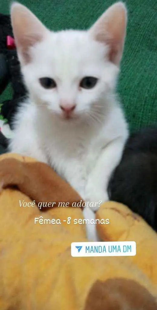 Gato raça Srd idade 2 a 6 meses nome Sem nome