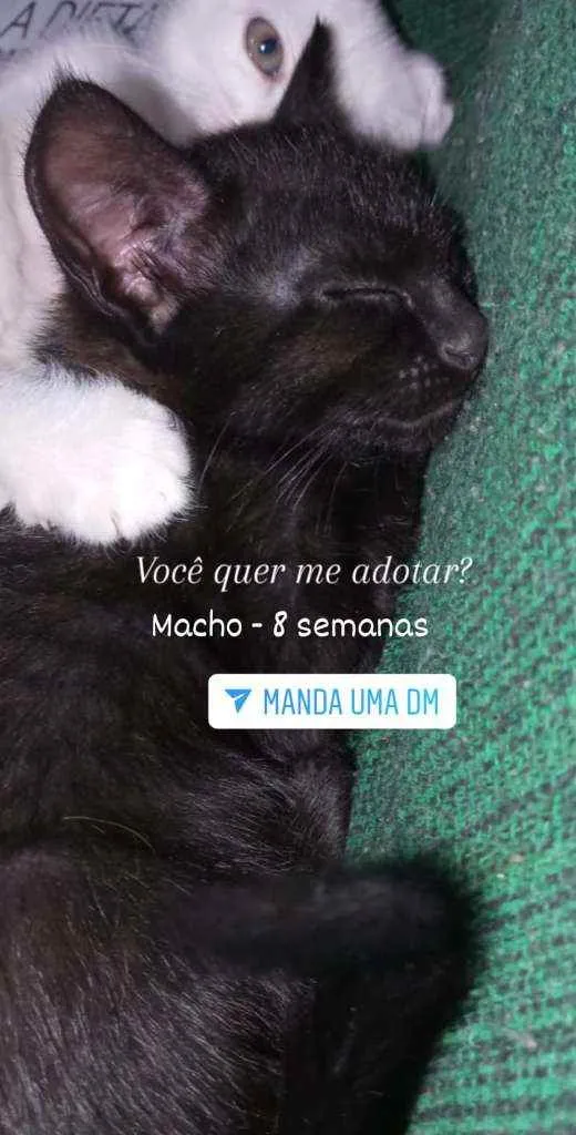Gato raça Srd idade 2 a 6 meses nome Sem nome