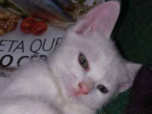 Gato raça Srd idade 2 a 6 meses nome Sem nome