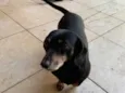 Penelope