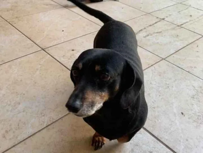 Cachorro ra a Basset-Cofap idade 6 ou mais anos nome Penelope