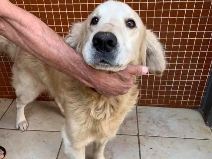 Cachorro ra a golden retriever  idade 4 anos nome apolo