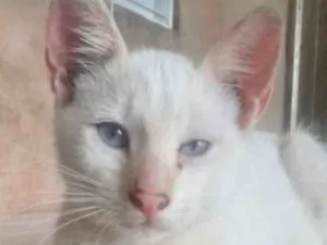 Gato raça Mestiço  idade 2 a 6 meses nome Kiko 