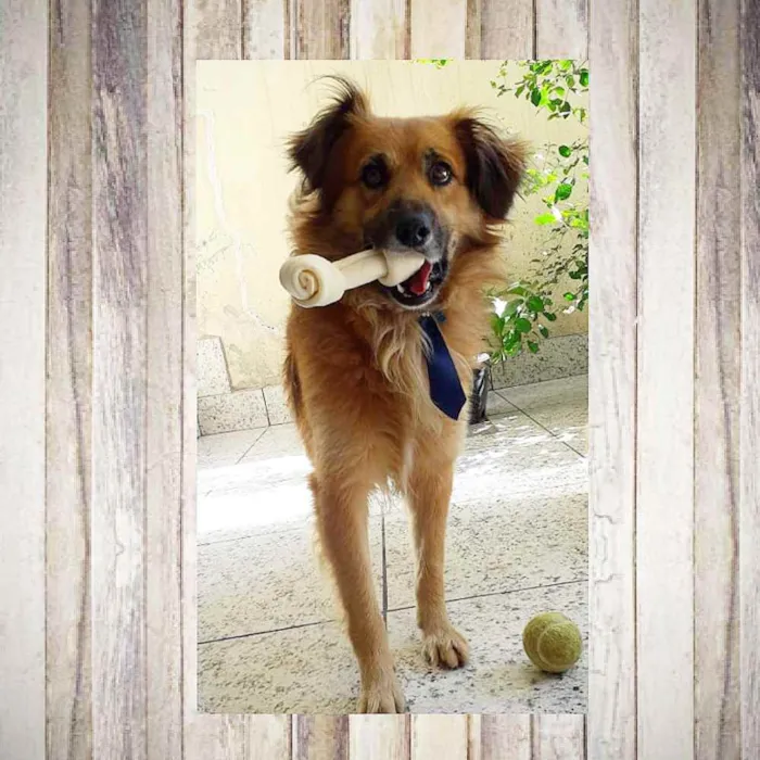 Cachorro ra a SRD idade 2 anos nome Leo
