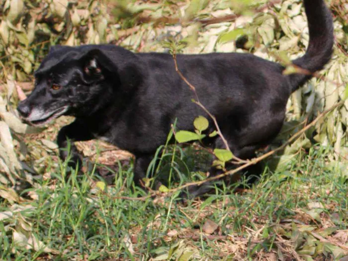 Cachorro ra a SRD idade  nome Negão