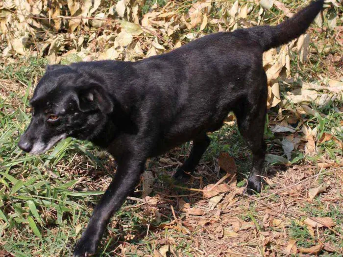 Cachorro ra a SRD idade  nome Negão