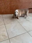 BASSETHOUND