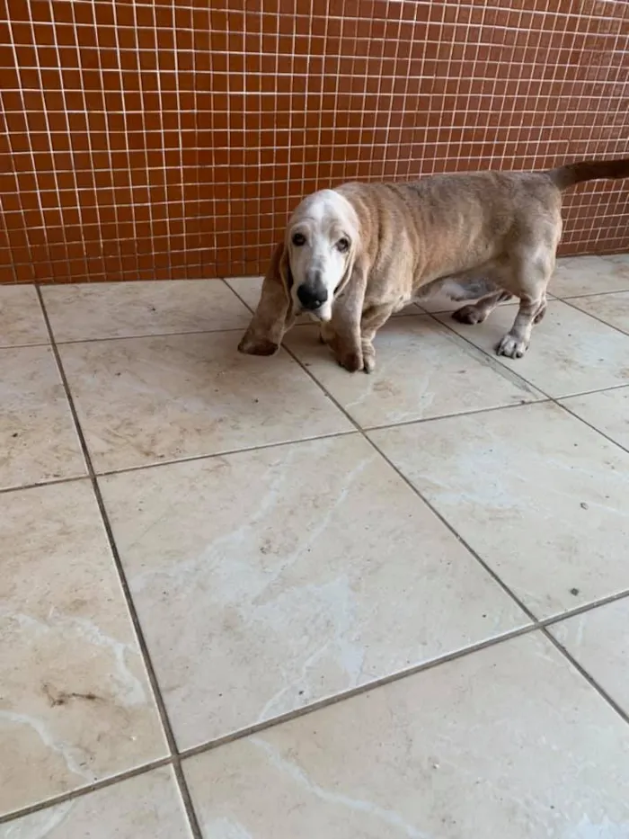 Cachorro ra a BASSETHOUND idade  nome BASSETHOUND