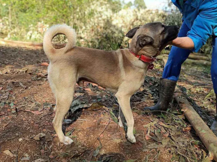 Cachorro ra a SRD idade 2 anos nome Roterdã