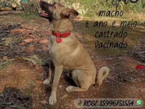 Cachorro raça SRD idade 2 anos nome Roterdã