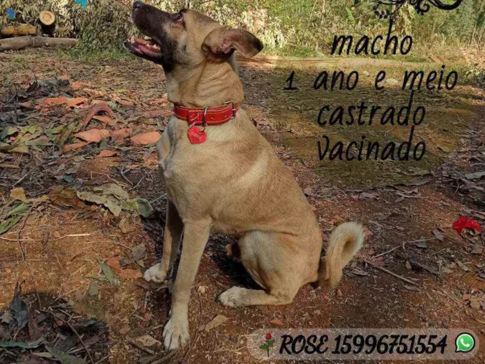 Cachorro ra a SRD idade 2 anos nome Roterdã