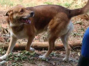 Cachorro raça SRD idade 6 ou mais anos nome Isaac