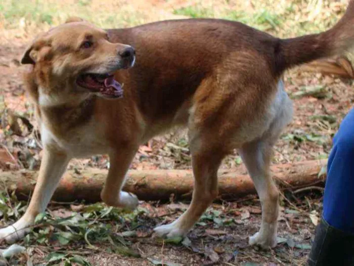 Cachorro ra a SRD idade 6 ou mais anos nome Isaac