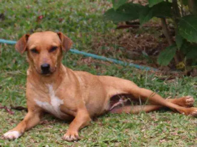 Cachorro ra a SRD idade 2 anos nome Sininho