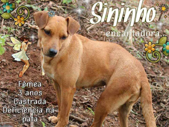 Cachorro ra a SRD idade 2 anos nome Sininho