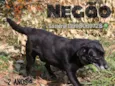 Negão