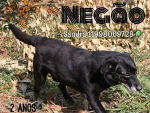 Cachorro raça SRD idade  nome Negão