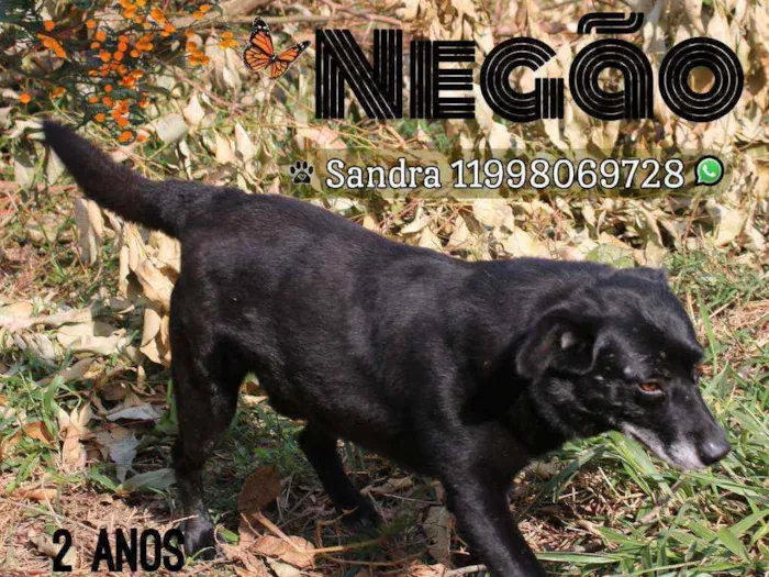Cachorro ra a SRD idade  nome Negão
