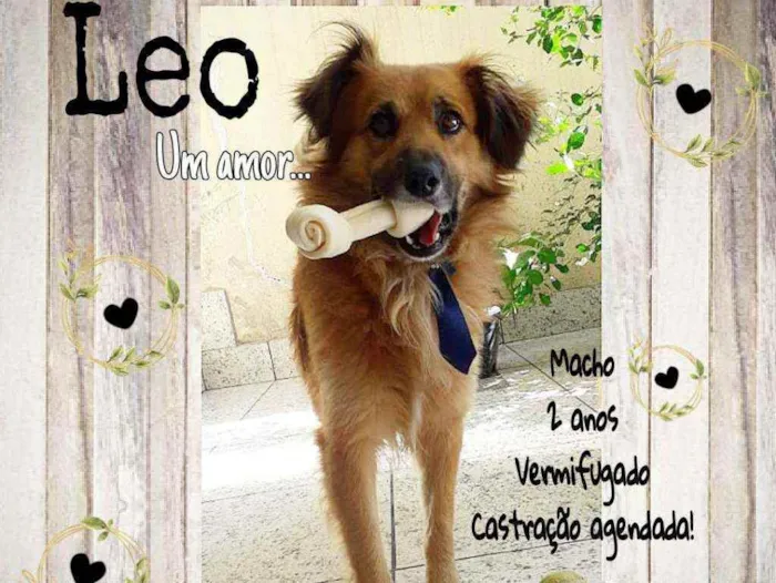 Cachorro ra a SRD idade 2 anos nome Leo
