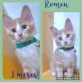 Romeu