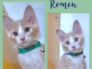 Gato raça Srd idade 2 a 6 meses nome Romeu