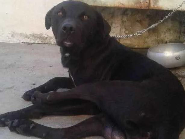 Cachorro ra a Labrador  idade 6 ou mais anos nome Rachi