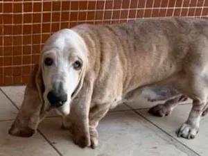 Cachorro raça BASSETHOUND idade  nome BASSETHOUND