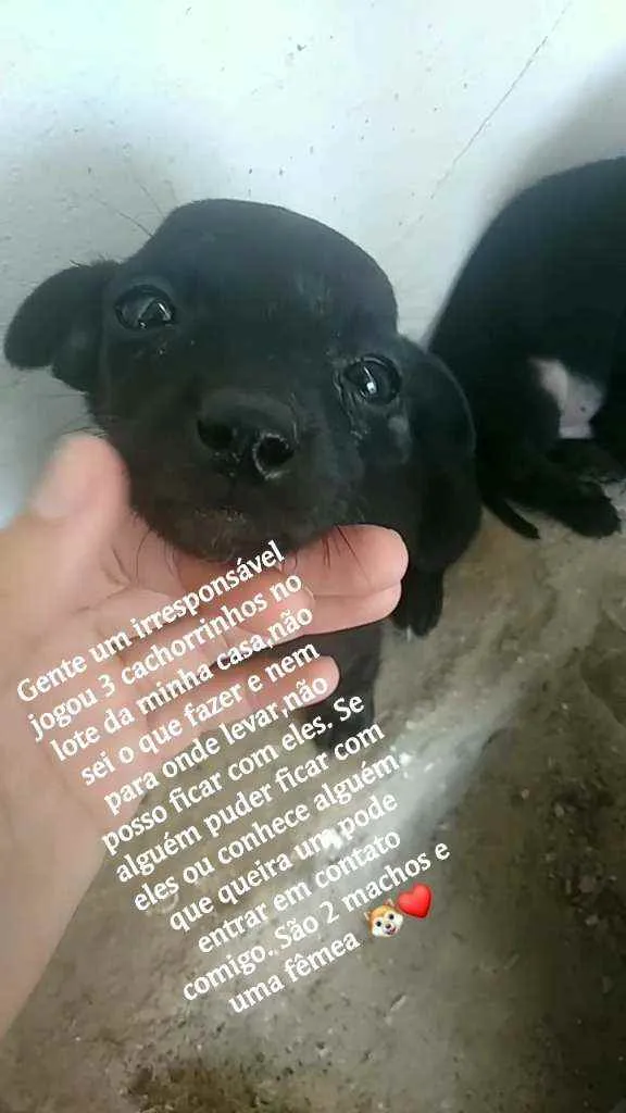 Cachorro raça  idade 2 a 6 meses nome Sem nome