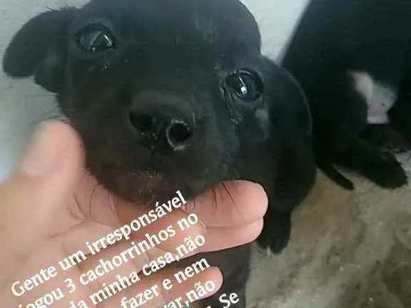 Cachorro raça  idade 2 a 6 meses nome Sem nome