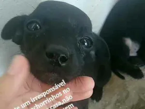 Cachorro raça  idade 2 a 6 meses nome Sem nome