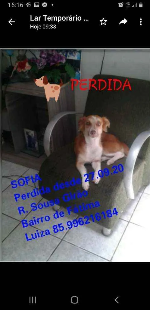 Cachorro ra a SRD idade 4 anos nome Sofia