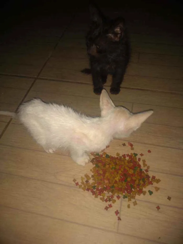 Gato raça Não indentificado idade 7 a 11 meses nome Oliver e Derick