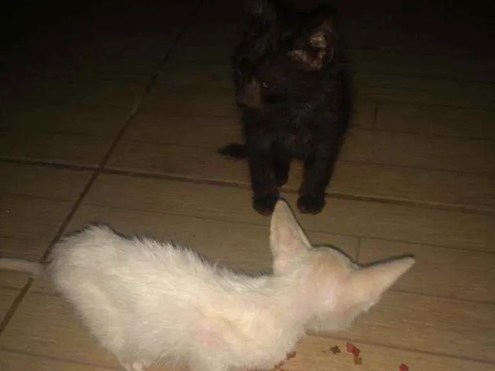 Gato raça Não indentificado idade 7 a 11 meses nome Oliver e Derick