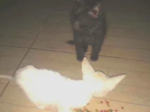 Gato raça Não indentificado idade 7 a 11 meses nome Oliver e Derick