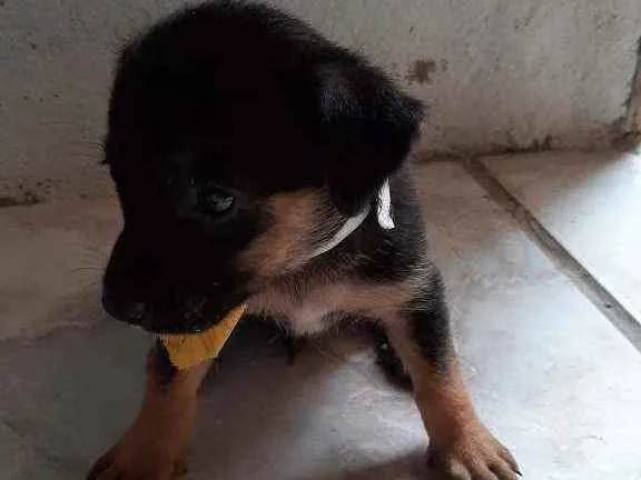 Cachorro ra a Vira Lata idade Abaixo de 2 meses nome Sem Nome