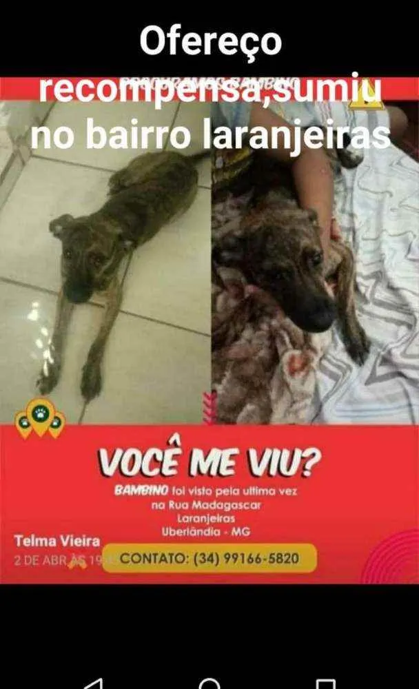 Cachorro ra a Srd idade 4 anos nome Bambino