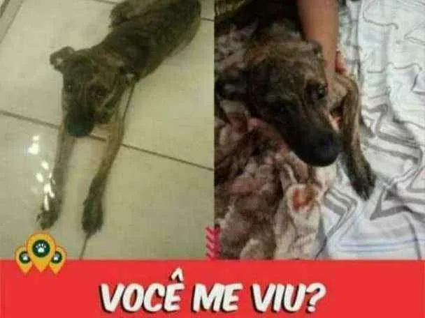 Cachorro ra a Srd idade 4 anos nome Bambino