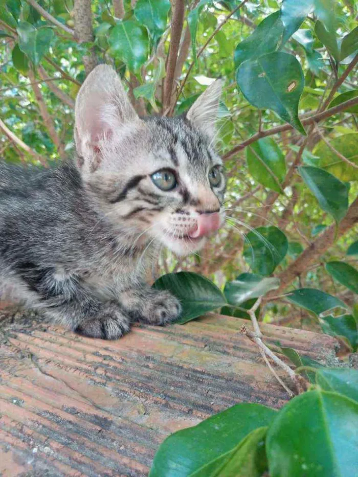 Gato ra a Indefinido idade Abaixo de 2 meses nome Kiara