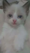 Nenés 