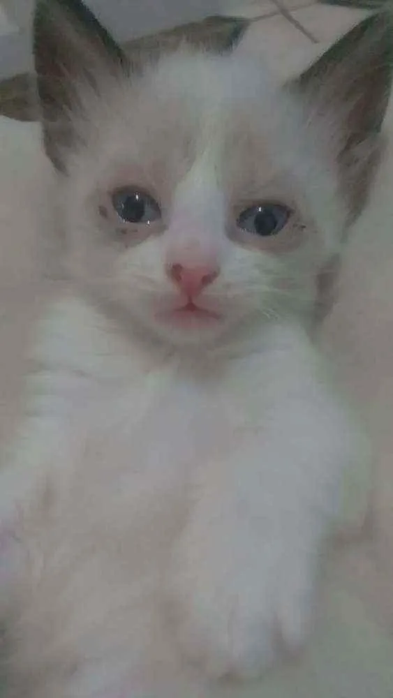 Gato raça  idade 2 a 6 meses nome Nenés 