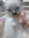 Nenés 