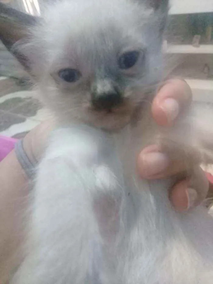 Gato raça  idade 2 a 6 meses nome Nenés 