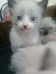 Nenés 
