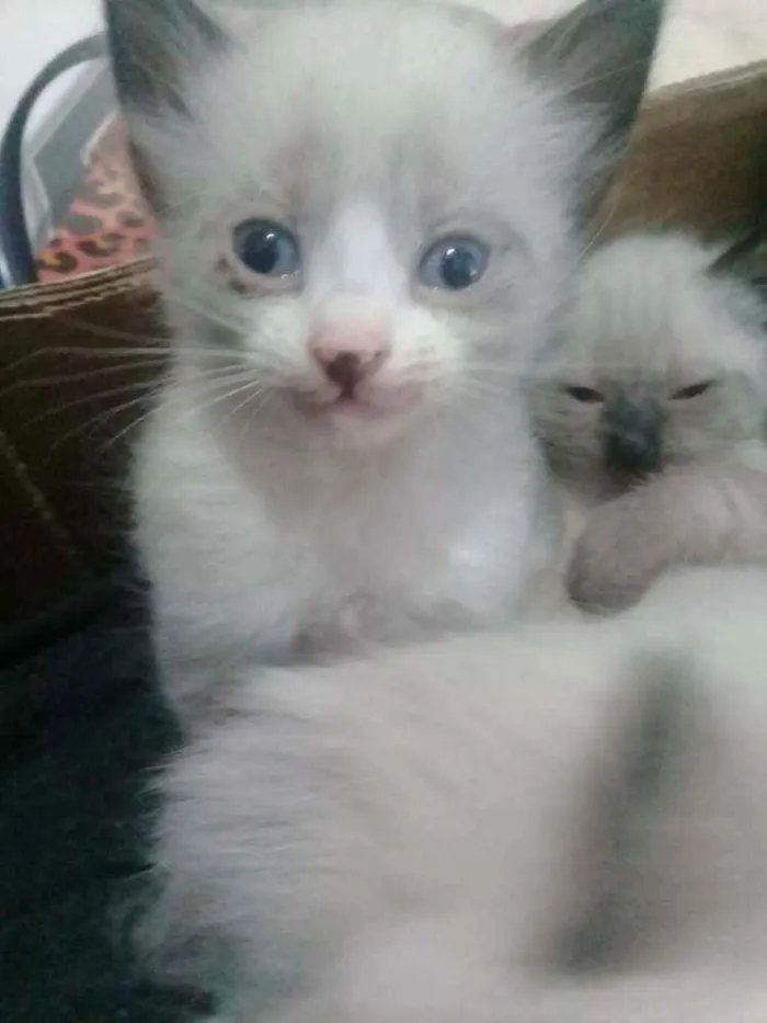 Gato raça  idade 2 a 6 meses nome Nenés 