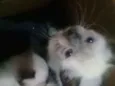 Nenés 