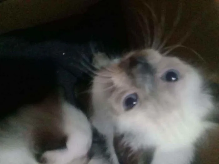 Gato raça  idade 2 a 6 meses nome Nenés 