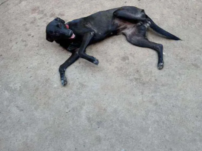 Cachorro ra a Viralata idade 2 a 6 meses nome Pretinha
