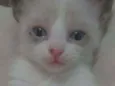 Nenés 