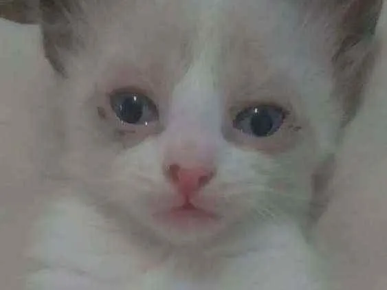 Gato raça  idade 2 a 6 meses nome Nenés 